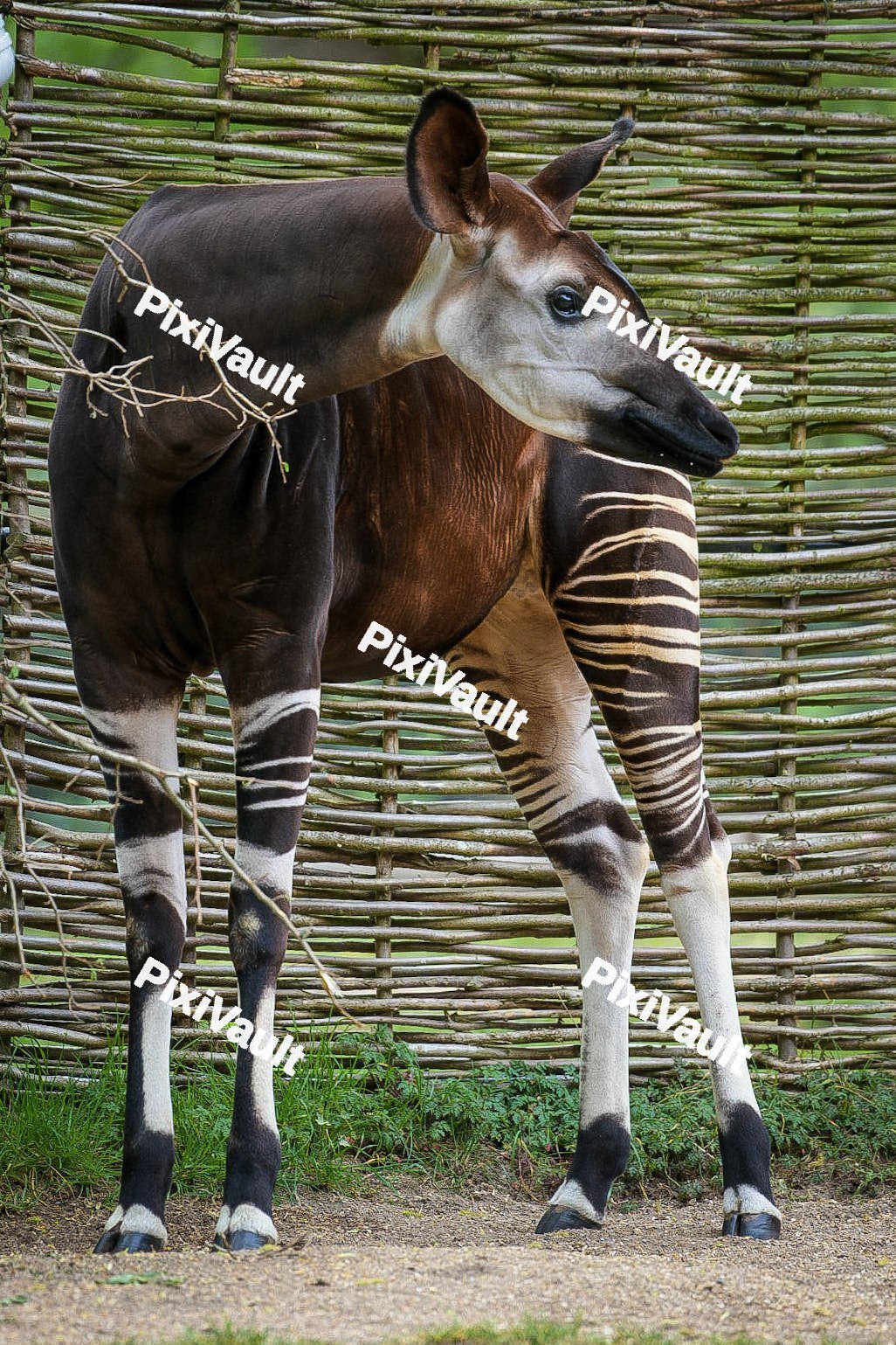 Okapi looking away